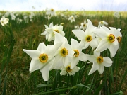 10 fiori all'Alpe Giumello